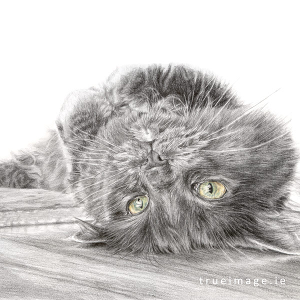 grey cat portrait coloured pencil drawing