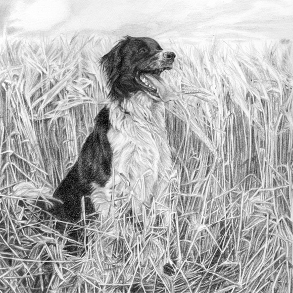 A gallery of pencil pet portraits