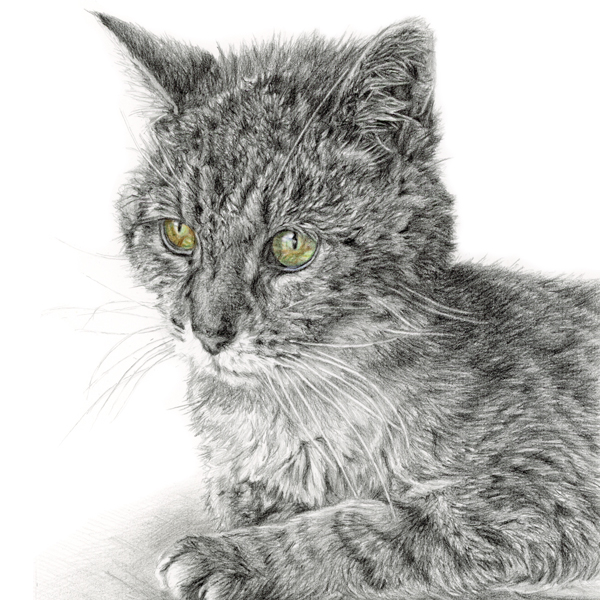 A gallery of pencil pet portraits drawn from photos by a pet, dog and cat portrait artist