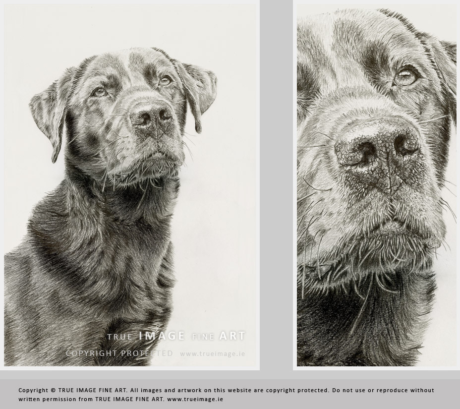 chocolate labrador dog portrait in pencil