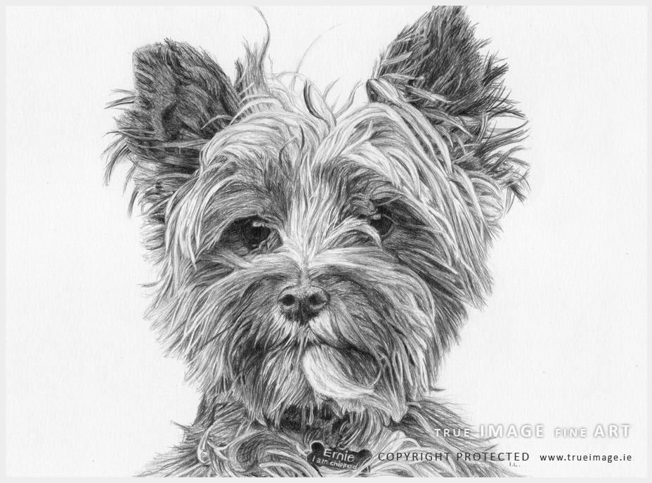 norwich terrier dog portrait in pencil norwich terrier dog portrait in pencil