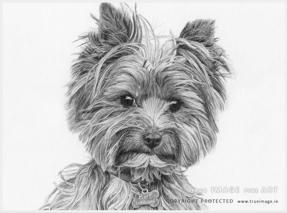 norwich terrier dog portrait in pencil