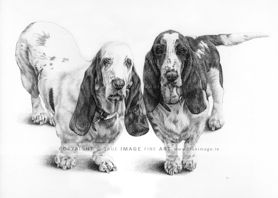 basset hounds portrait in graphite pencil two-basset-hounds-pencil-pet-portrait
