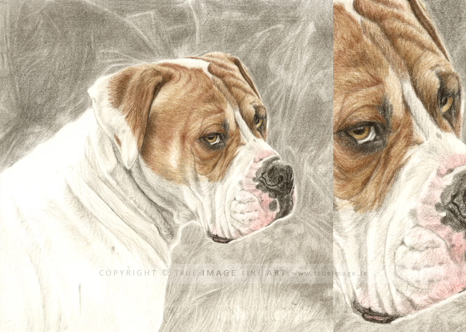 boxer dog drawing in coloured pencils