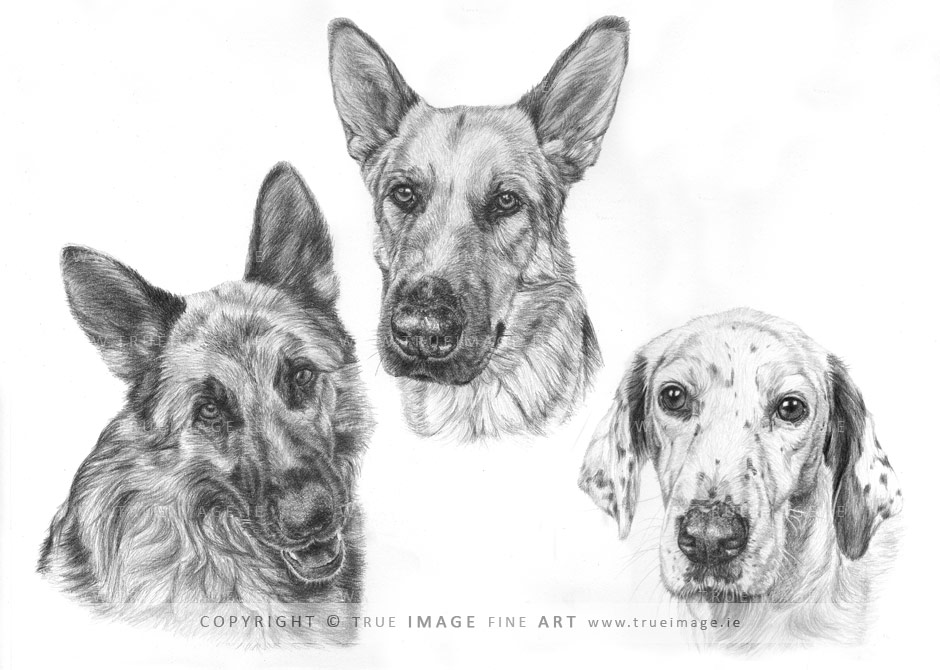 german-shepherds-dalmatian-dog-portrait