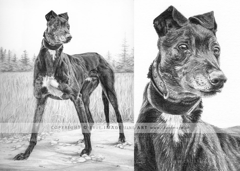 greyhound pencil portrait