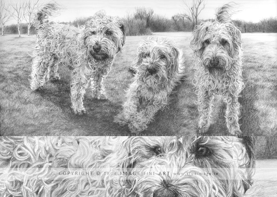 graphite pencil portrait of three wheaten terriers