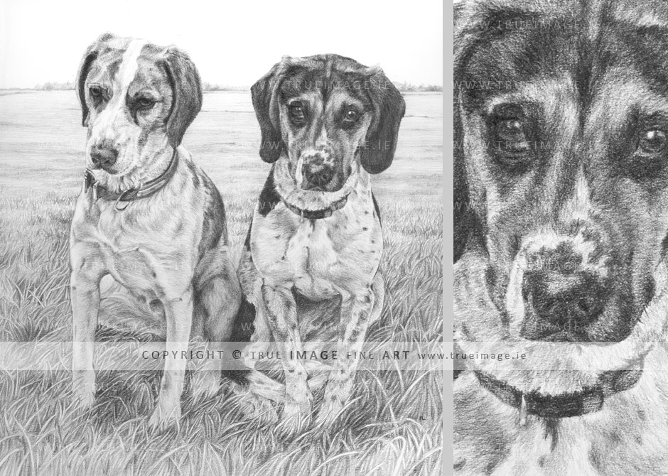 two-beagles-pencil-portrait