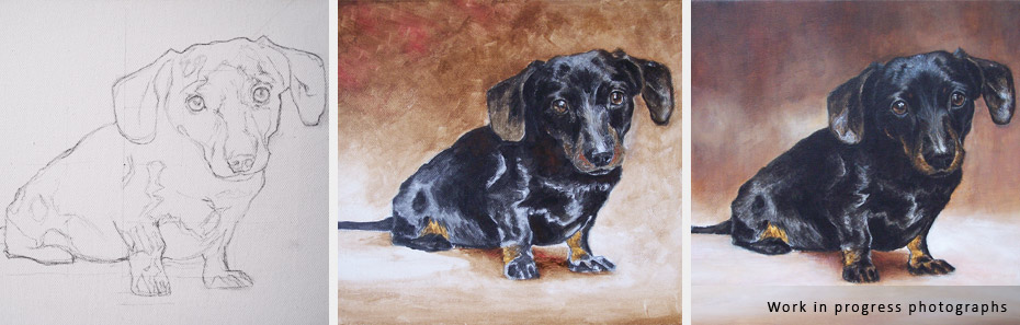 dachshund dog portrait in progress photographs