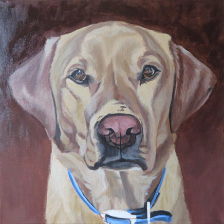 labrador-portrait-progress2