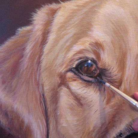 labrador-portrait-progress3