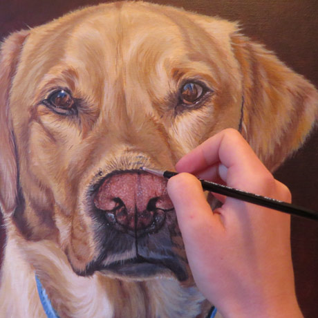 labrador-portrait-progress4