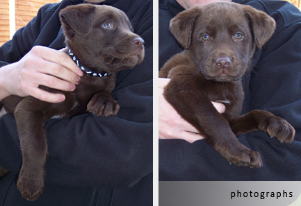 client photo labrador puppy reference photographs