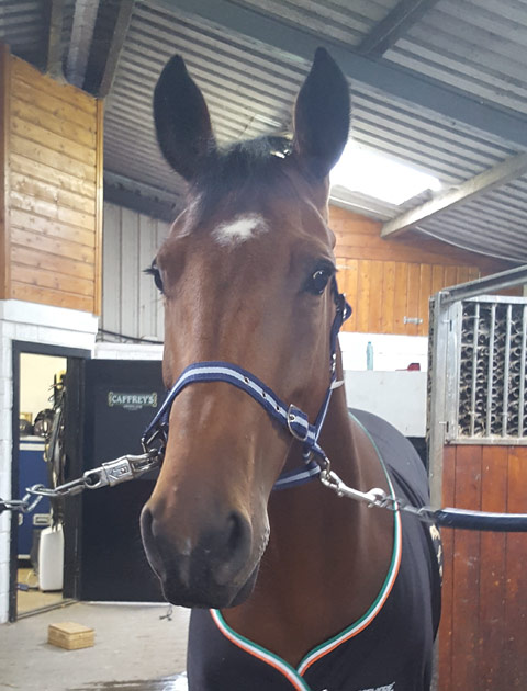 client photo for a horse portrait