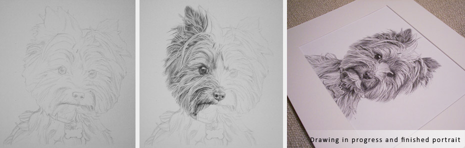 norwich terrier portrait in progress photographs
