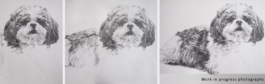 shih tzu portrait in progress photographs
