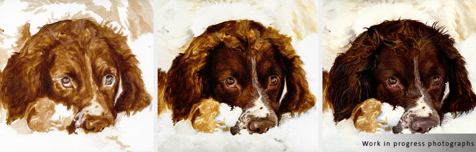 springer spaniel portrait in progress photographs
