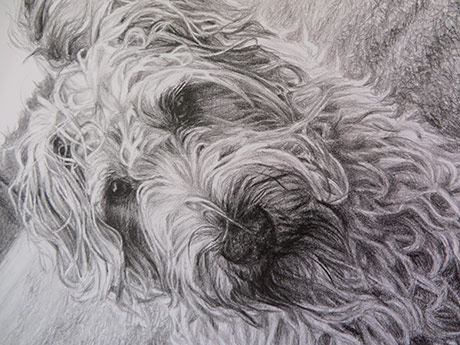 detail of a terrier sketch