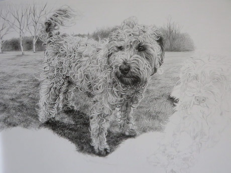 sketching a wheaten terrier