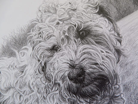 dog sketch detail