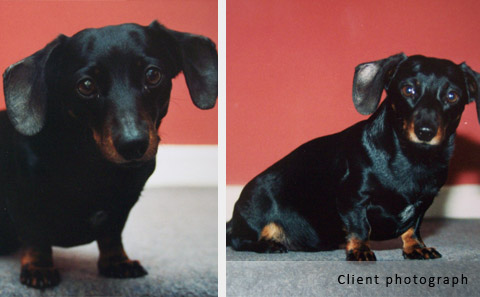dachshund portrait client photographs