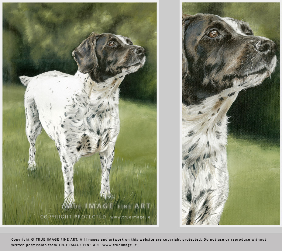 springer spaniel dog portrait painting in acrylic - pet portraits