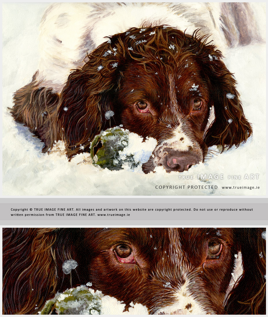springer spaniel pet portrait in acrylic paints
