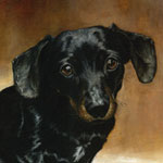 dachshund dog portrait