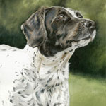 springer spaniel dog portrait in acrylic