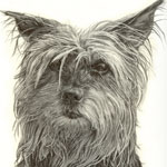 yorkshire terrier pet portrait in pencil